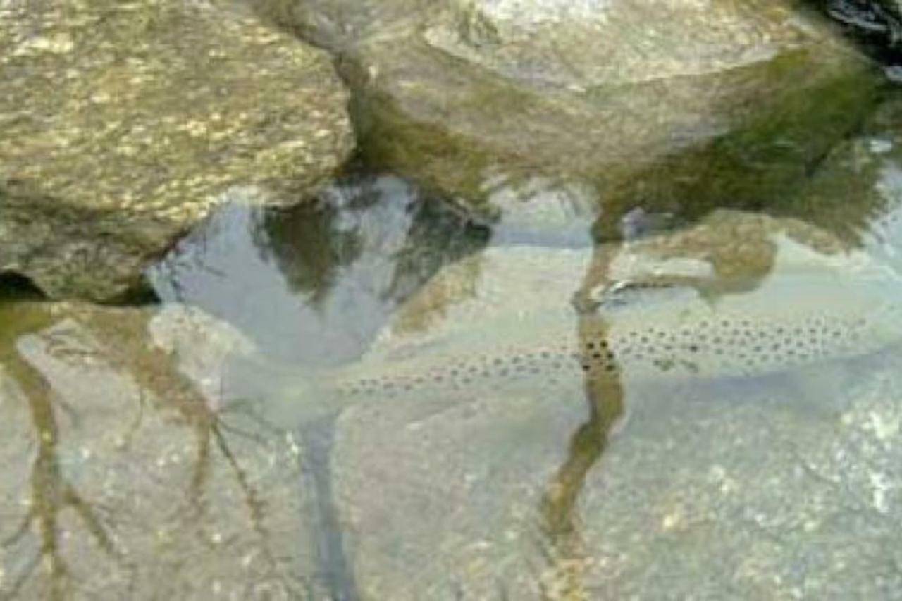 Il Bilocale Della Nonna Villa Locana Buitenkant foto